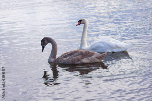 A young swan swims along the lake, near the shore