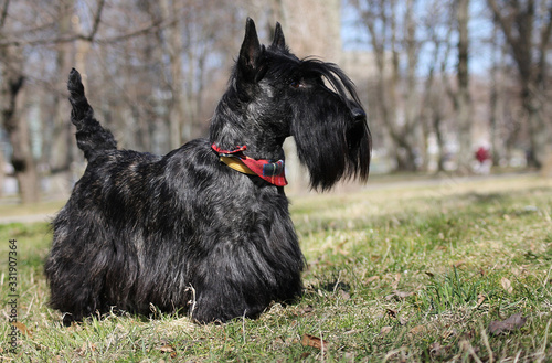 Scottish terrier dog standing.