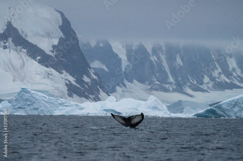 Humpback Whale Tale in Antarctica