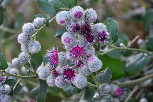 In the wildlife bloom burdock