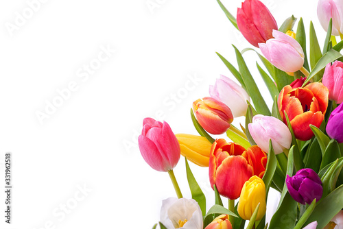 Multicolored tulips on a white background. Bouquet of spring flowers. Isolate on white background