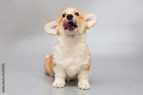 Pembroke Corgi puppy licks its lips