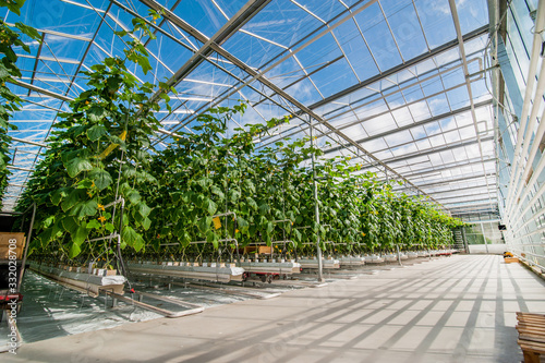 Big perspective view of growing cucumbers in a big greenhouse