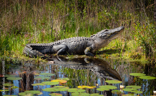 Wild American Alligator at Okefenokee Swamp in Georgia.