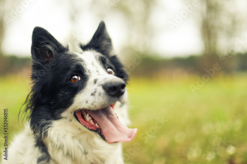 Black and white border collie dog panting and looking at the camera