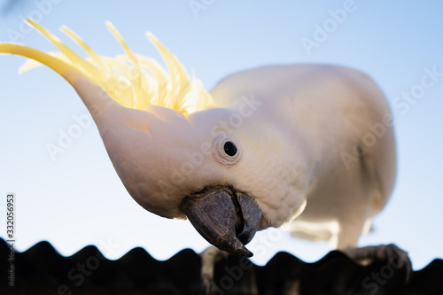 a cockatoo looking down at camera parrot beautiful morning Gold Coast Australia sunlight sunshine bird