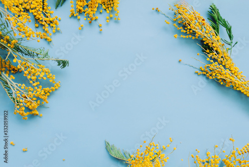 ready-made spring layout with space for text. Frame of fresh yellow Mimosa twigs on a clear blue delicate background.