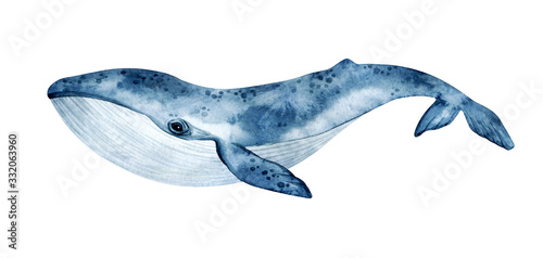 Watercolor blue whale illustration isolated on white background. Hand-painted realistic underwater animal art.