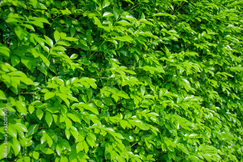 Korean green banyan tree background