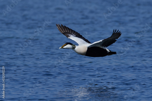 Common eider (Somateria mollissima)