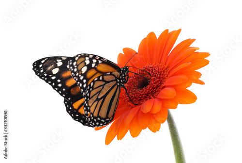 Flower with beautiful monarch butterfly isolated on white