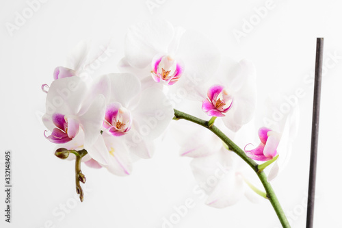 Close up of white and vivid pink Phalaenopsis orchid flowers in full bloom isolated on white studio background photographed with soft focus