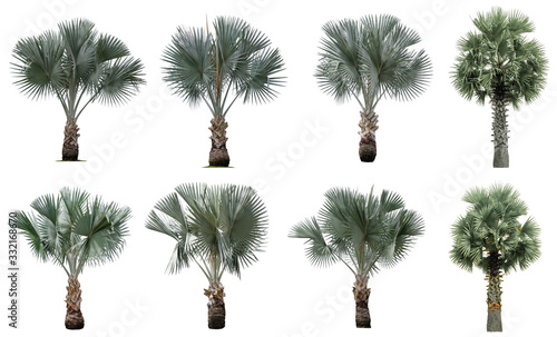 Collection Beautiful bismarck palm trees Isolated on white background , Suitable for use in architectural design , Decoration work , Used with natural articles both on print and website.