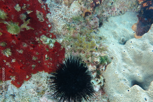  Underwater photos from Albania