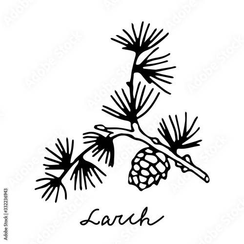 Black outline hand drawing vector illustration of a young fresh branch of larch with a cone isolated on a white background for coloring book with lettering Larch