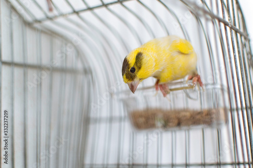 The Atlantic canary bird Serinus canaria , canaries, island canary, canary, or common canaries birds perched on a wooden stick against lemon trees inside huge cage as captive pet in Spain.