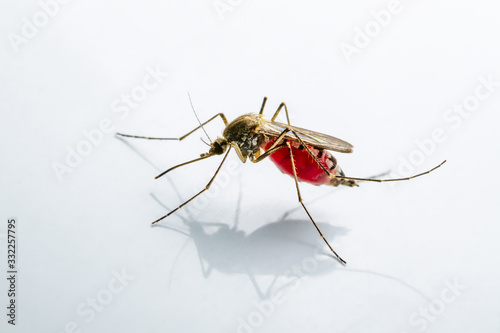 Infected Culex Mosquito on White Background, Leishmaniasis, Encephalitis, Yellow Fever, Mayaro Disease, Malaria, Zika, EEEV or EEE Virus Infectious Mosquito Parasite Insect Macro