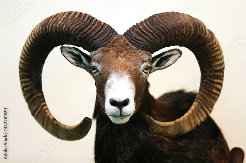 Head shot closeup of an adult male mouflon