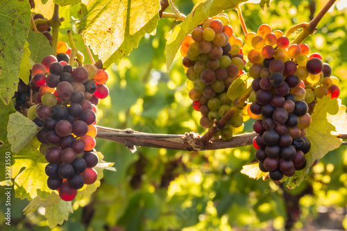 bunches of backlit Pinot Noir grapes ripening in organic vineyard