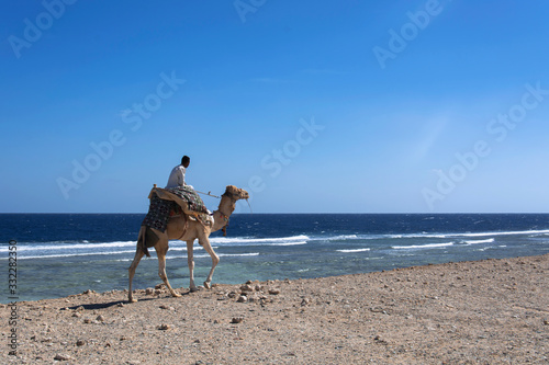 beduin jedzie na wielbłądzie nad morzem