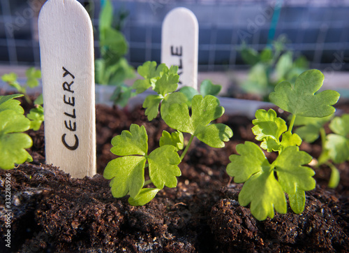 Celery seedlings with wooden name tag. (Apium graveolens) Close up. Multiple true leaves on each celery plant. Soft background with kale and pea seedlings. Self sufficient small roof top garden.