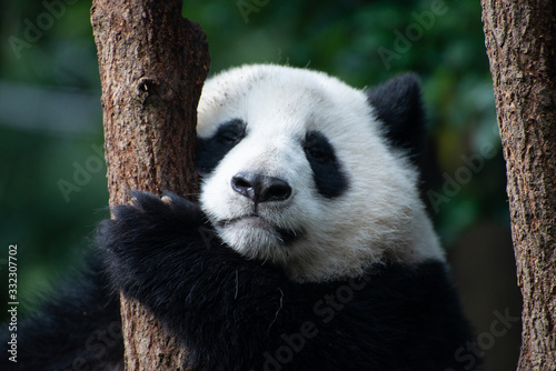 baby giant panda portrait in a tree