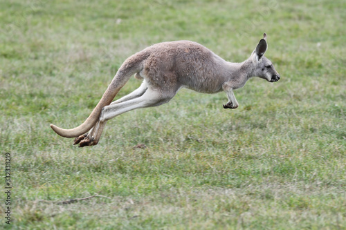 Young Red Kangaroo Hopping