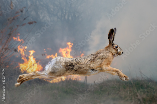 Hare on a background of burning forest