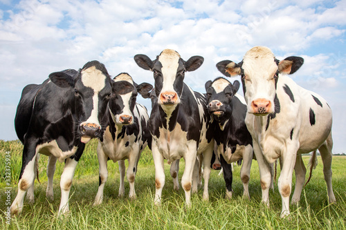 Group of cows together gathering in a field, happy and joyful and a blue sky.