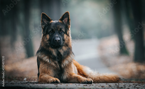 German shepherd longhaired dog posing outside. Show dog in natural park.