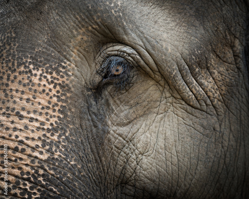 Closeup shot of Asian elephant face