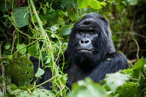 An amazing portrait of an endangered silverback mountain gorilla in wilderness