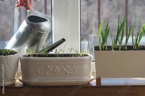 Women gardener watering plants. Container vegetables gardening.Young seedling of onion, basil, spinach growing in pot on windowsill . Gardening concept.