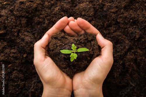 Young woman hands holding green, small tomato plant with ground. Early spring preparations for garden season. Closeup. Point of view shot. Top down view.