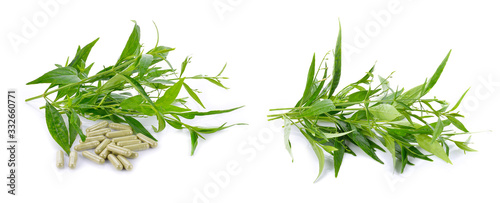 Andrographis paniculata on white background