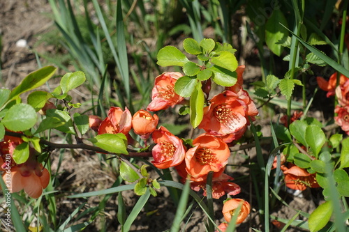Close shot of orange flowers of Japanese quince in April