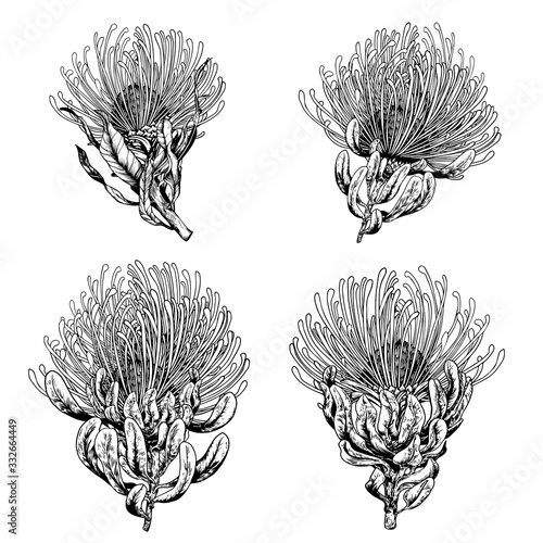 Exotic pincushion protea flowers.