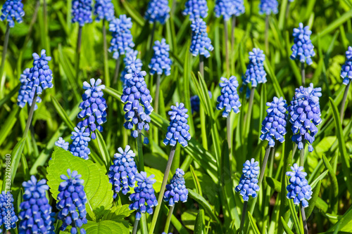 Blooming grape hyacinth.