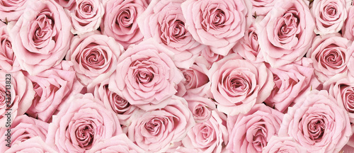 Background image of pink roses. Top view of rose flowers. Studio shot of flowers.