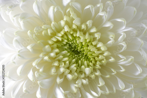 A macro photo of chrysanthemum flower. Light closeup of white Chrysanthemum flower with shadows.
