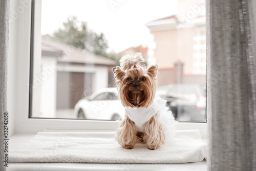yorkshire terrier in white dress. cute dog dressed up for wedding bride sitting on a white window background.
