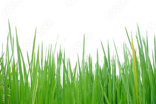 Wild grass plant leaves on white isolated background for green foliage backdrop 