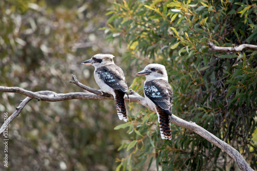 the two laughing kookaburras are resting on a tree branch