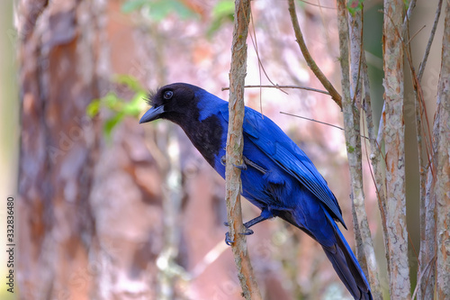 Azure Jay, Gralha Azul or Blue Jackdaw bird, Cyanocorax Caeruleus, Parque Estadual Rio Vermelho, Florianopolis, Brazil