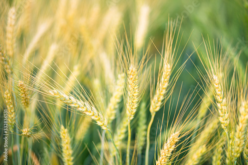 Golden wheat field in summer.