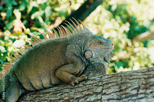 Iguana