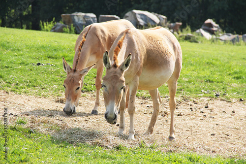 two Asiatic wild asses, onagers (Equus hemionus) in the ZOO