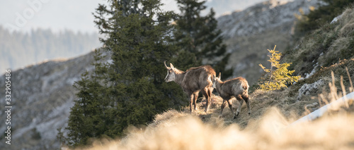 chamois