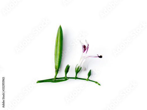 Close up Andrographis paniculata flower.