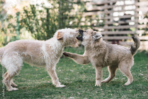 junge Hunde spielen im Garten